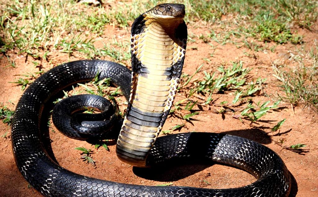 темная кобра на земле