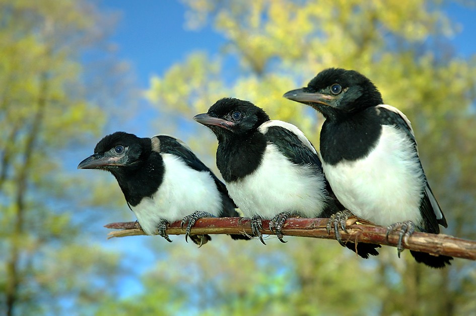 три сороки на ветке