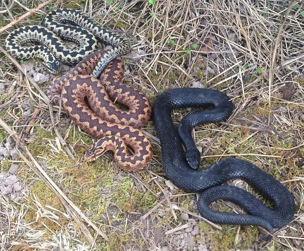 три змеи разного цвета