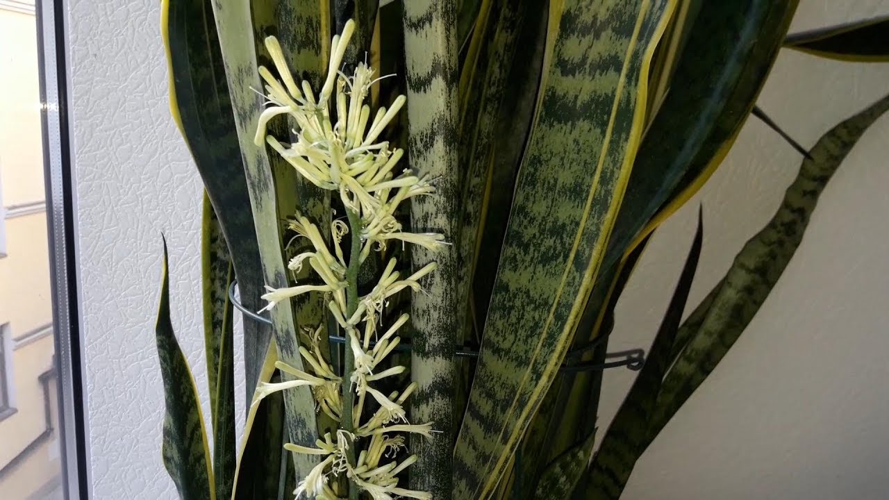 цветет цветок