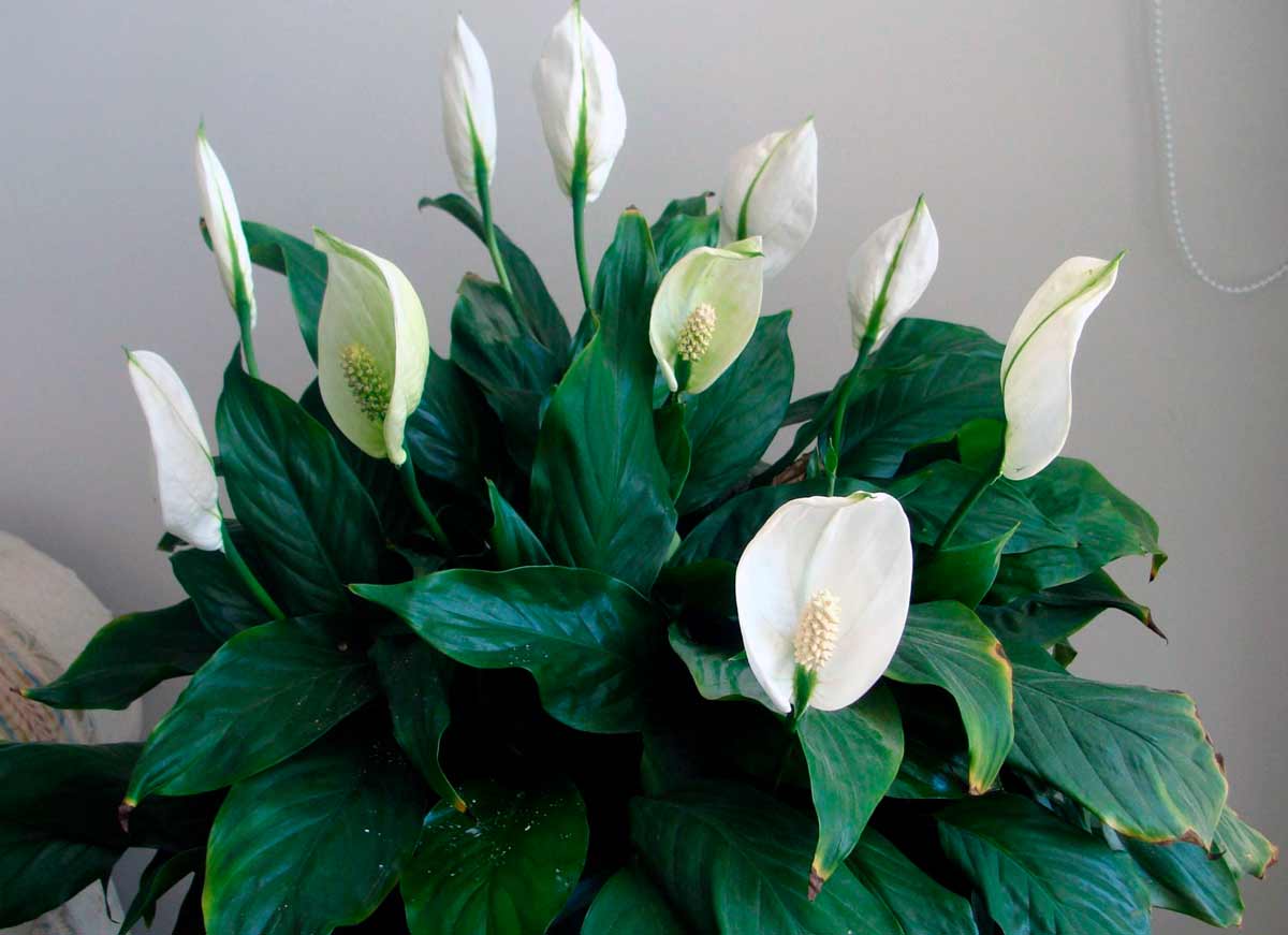 цветет женское счастье