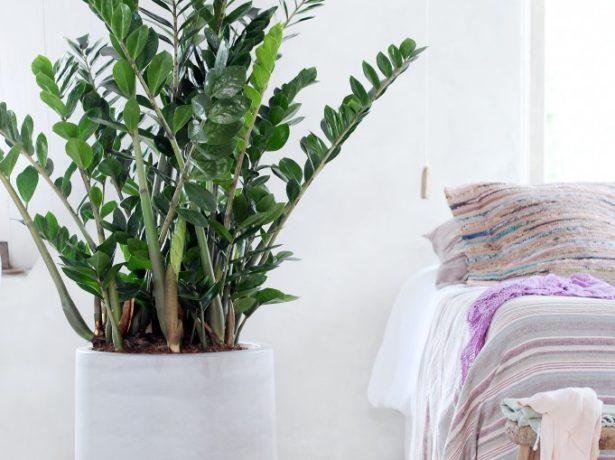 замиокулькас или долларовое дерево