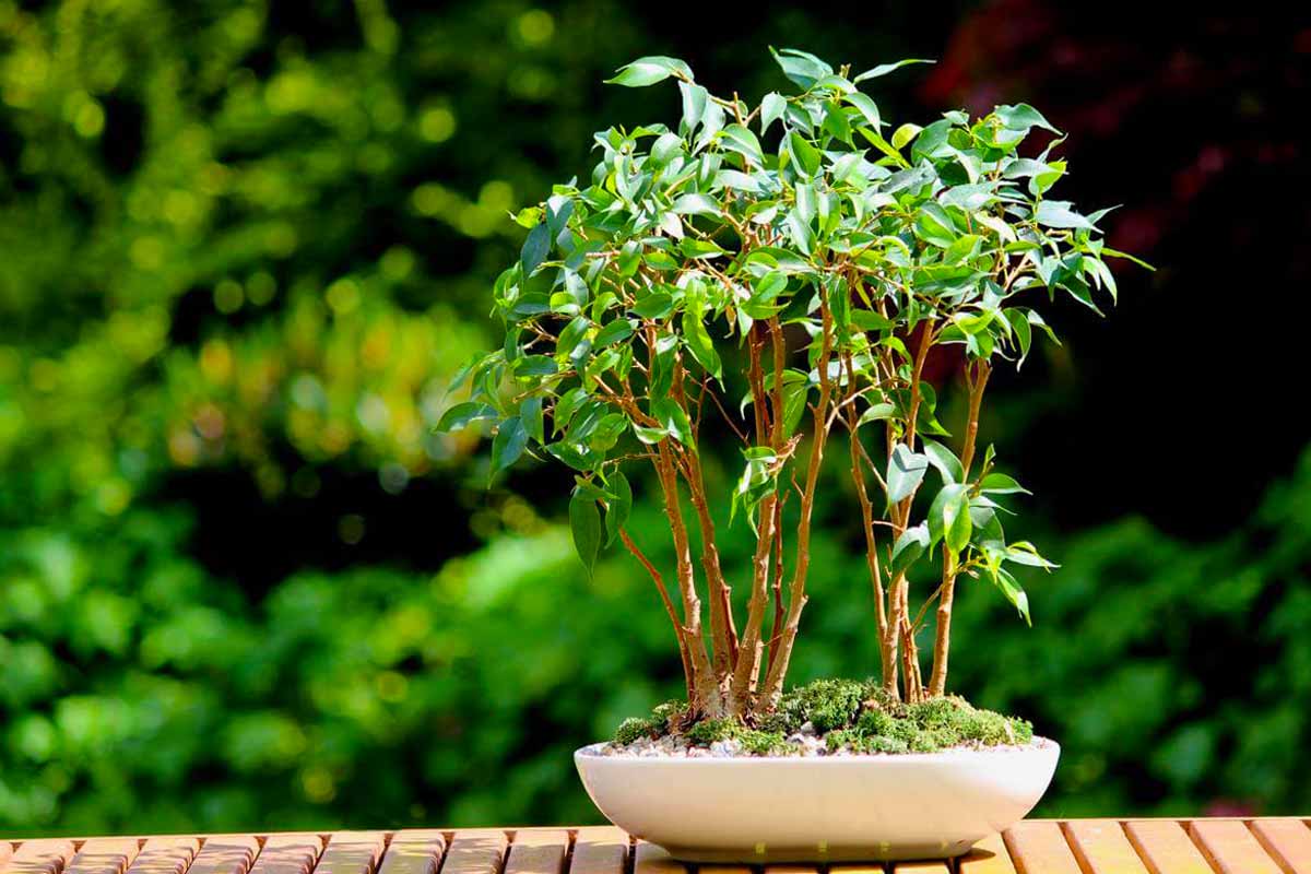 цветок на зеленом фоне