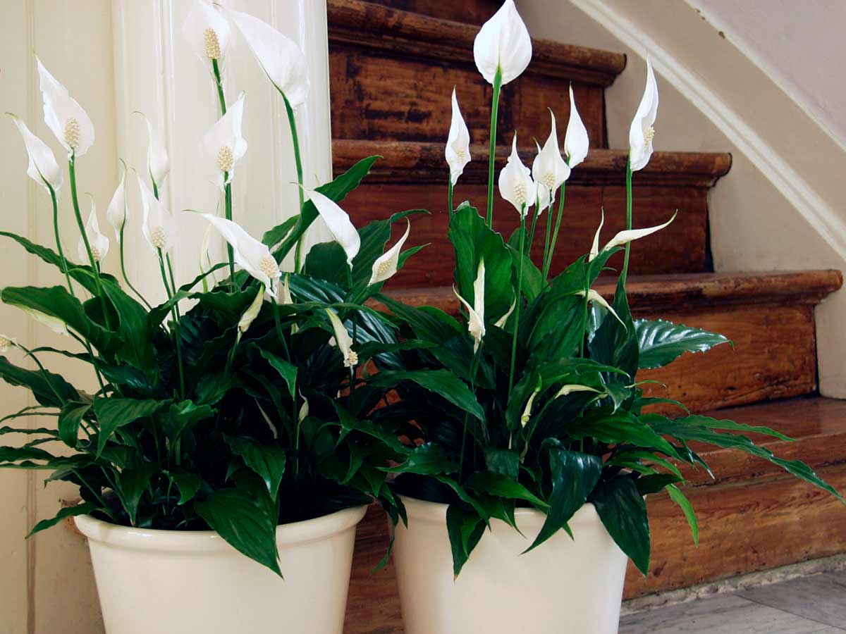 цветок стоит возле лестницы