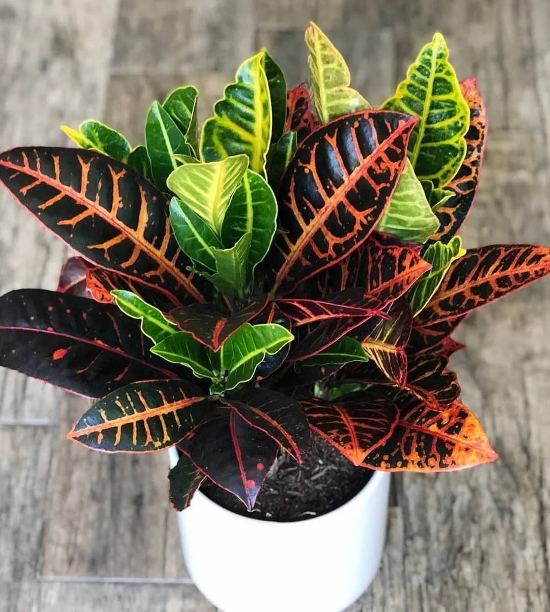 цветок в белом горшке