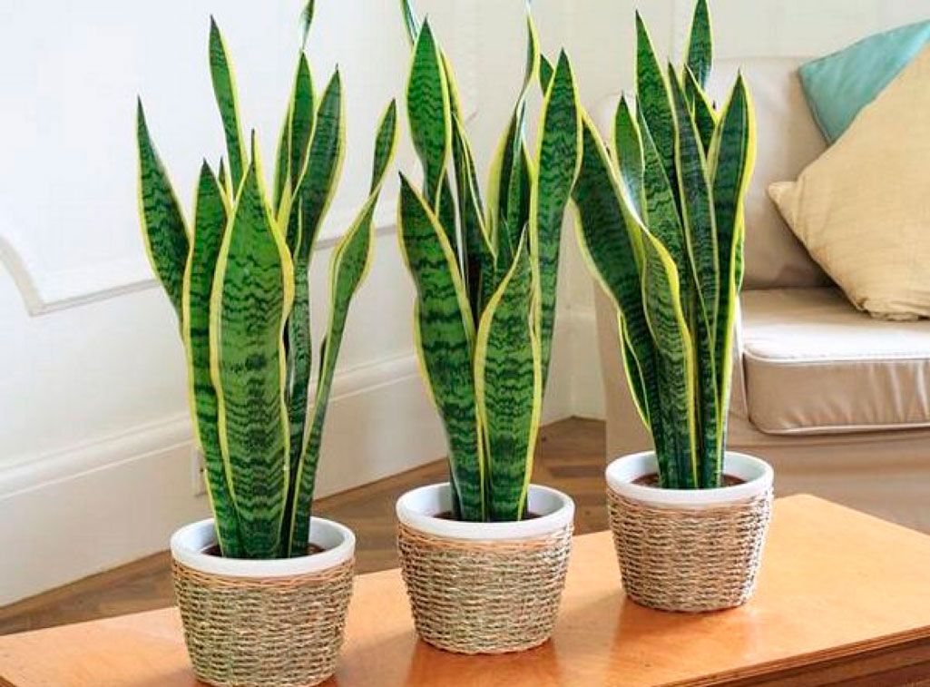 цветок в декоре комнаты