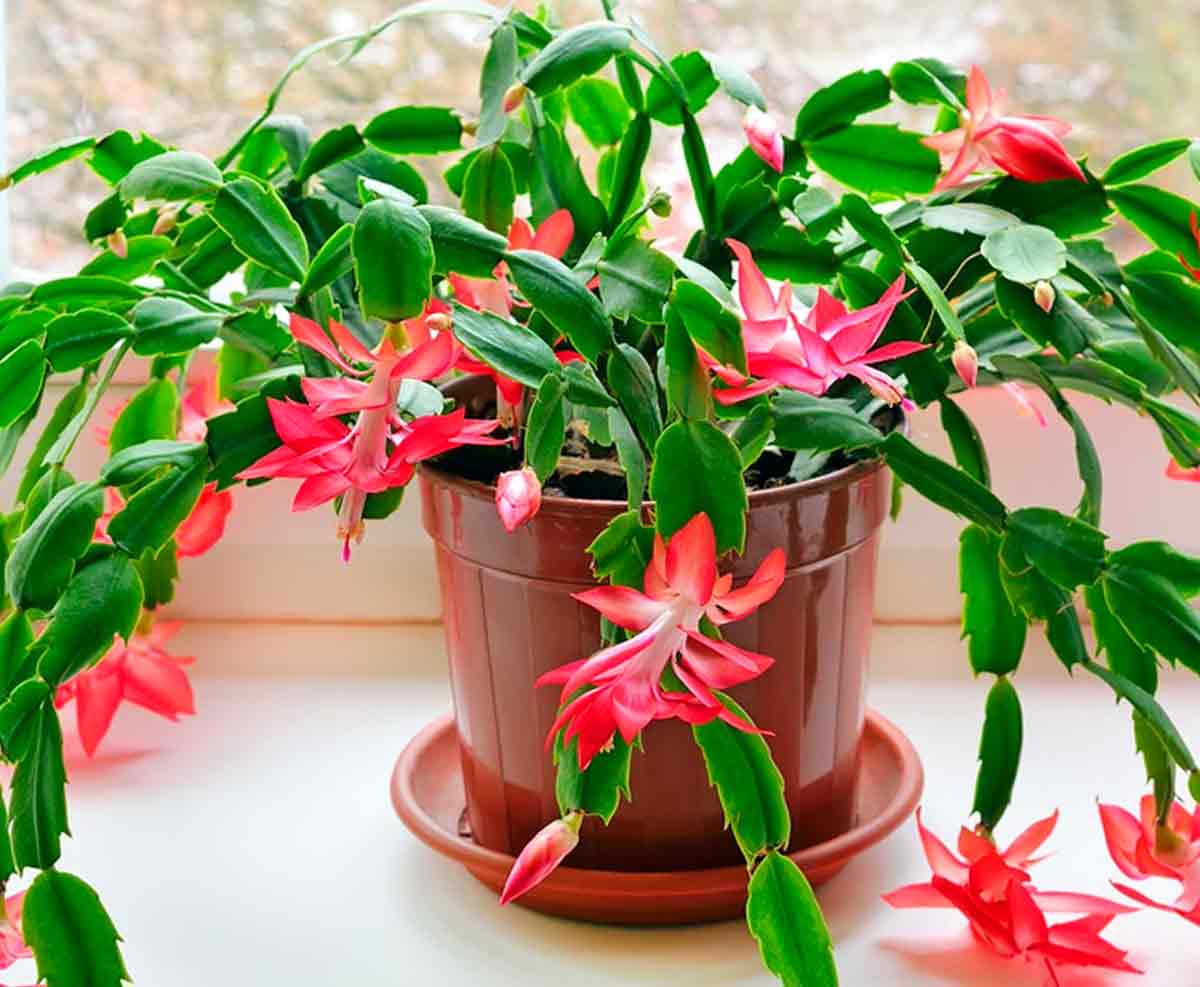 цветок в коричневом горшке