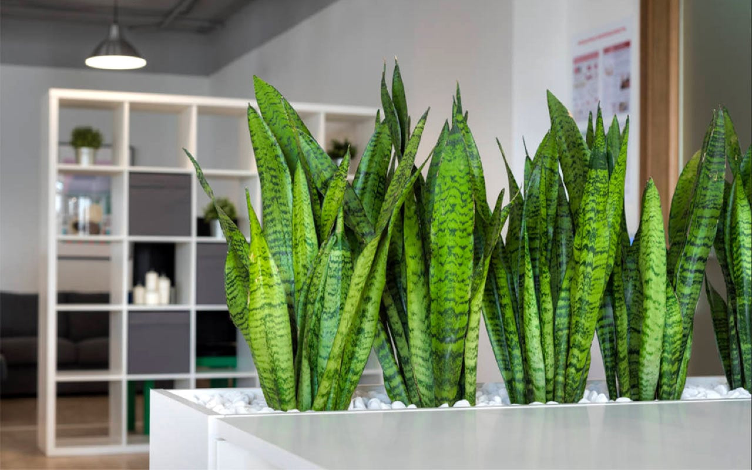 цветок в офисе