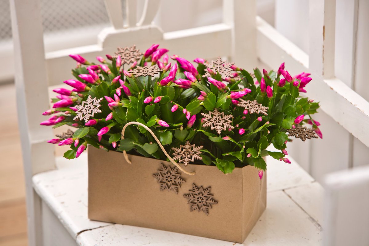 цветок в подарочной коробке