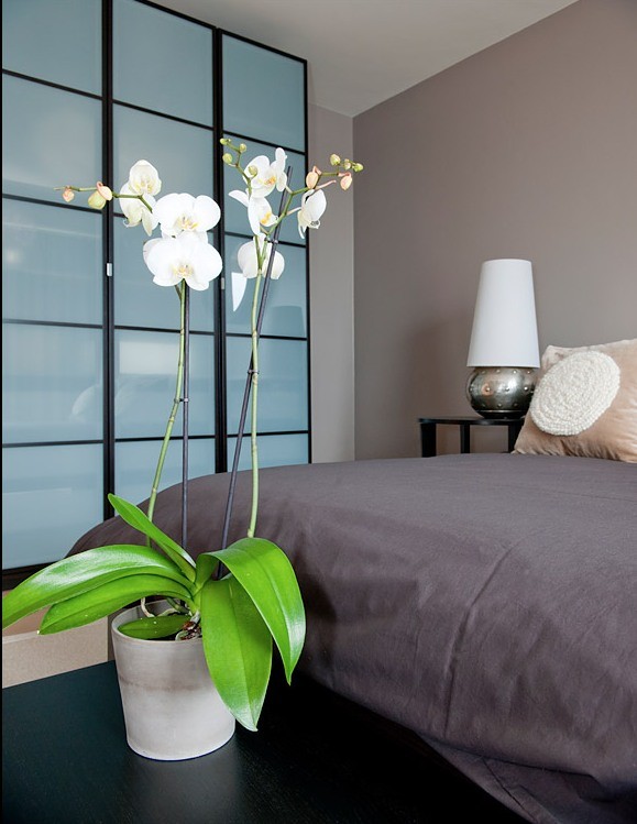 цветок в спальне