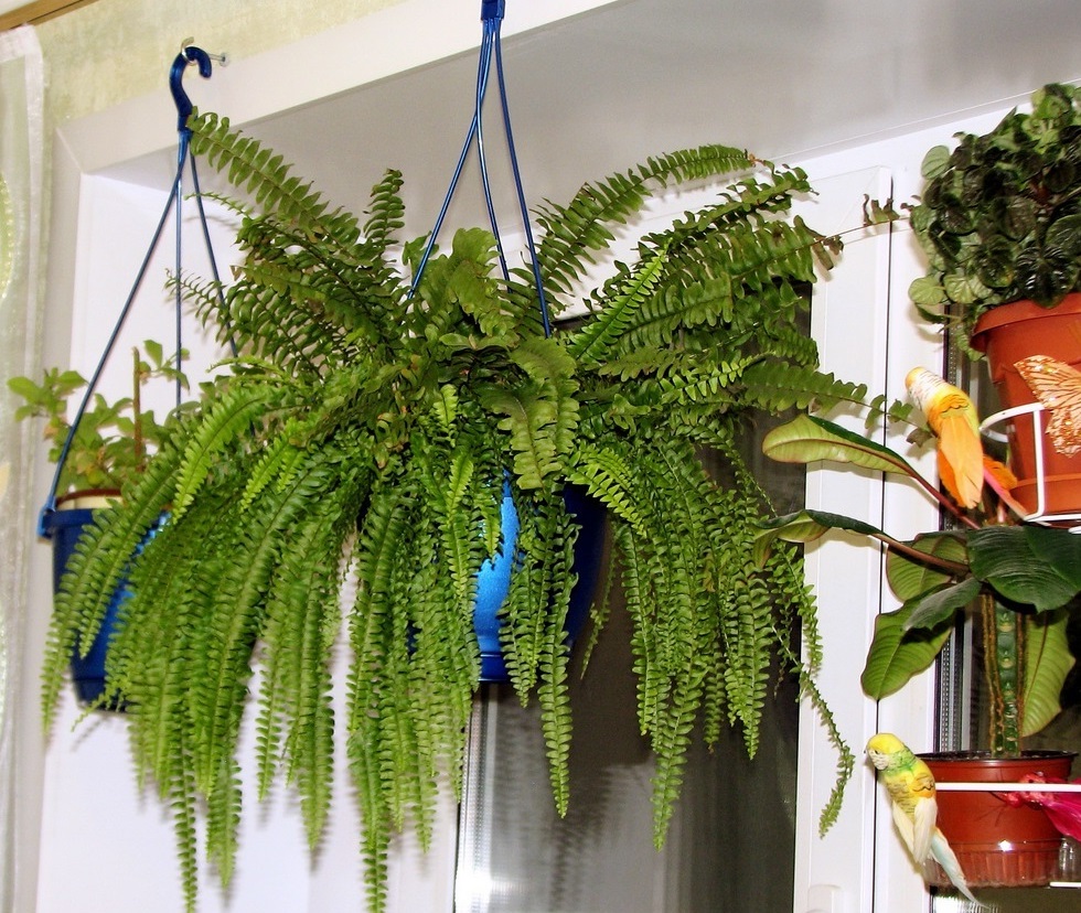 цветок висит в кашпо