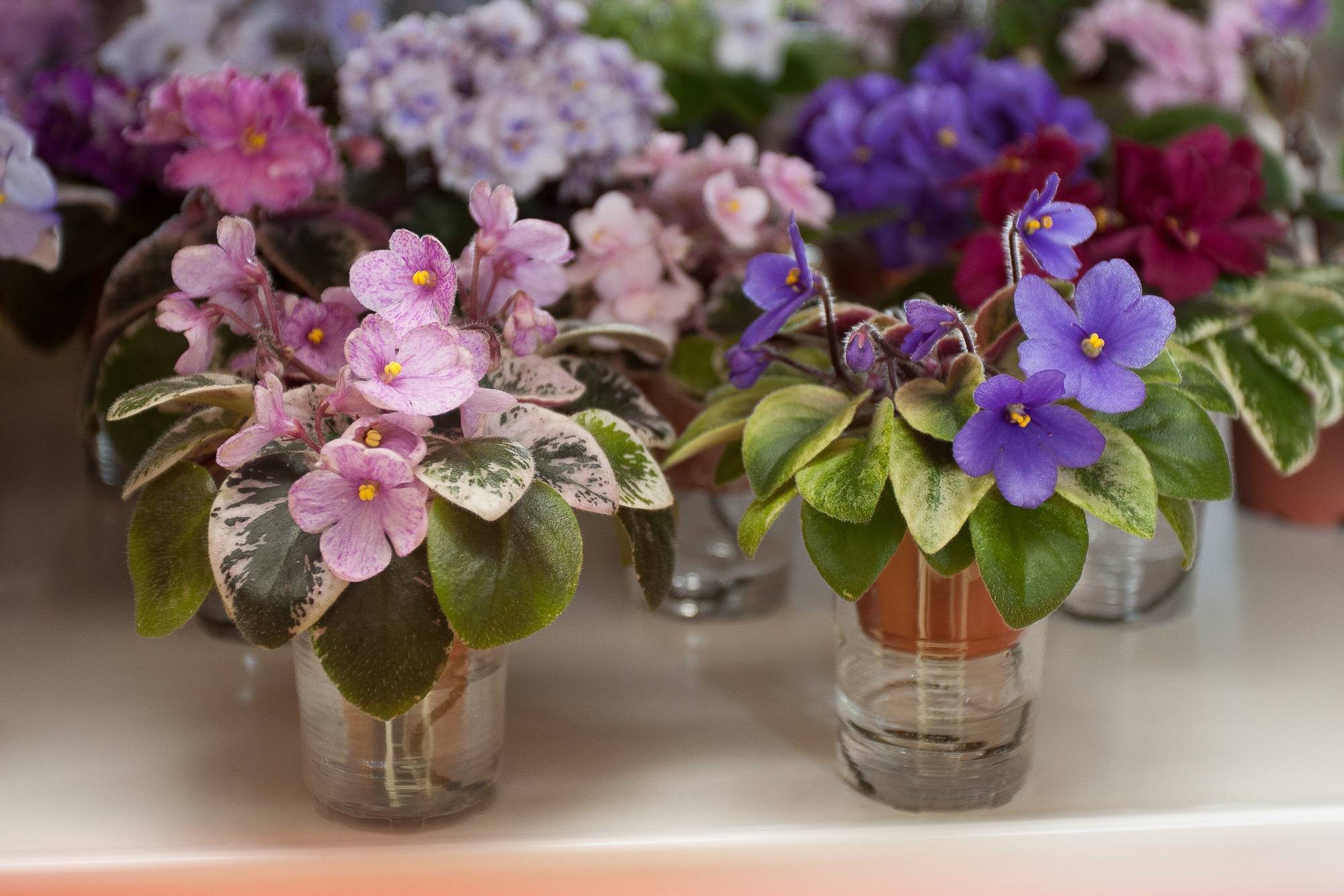 цветы растут