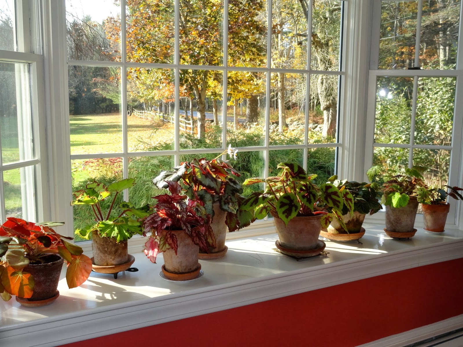 цветы в горшках стоят на подоконнике