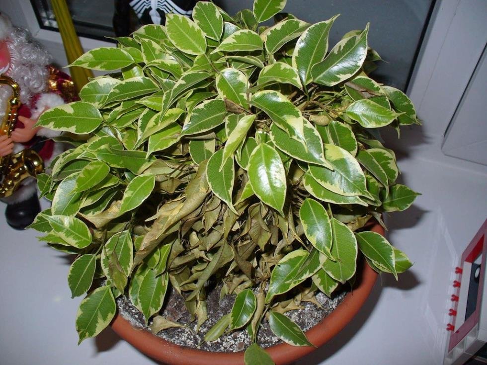 у цветка высохли листья