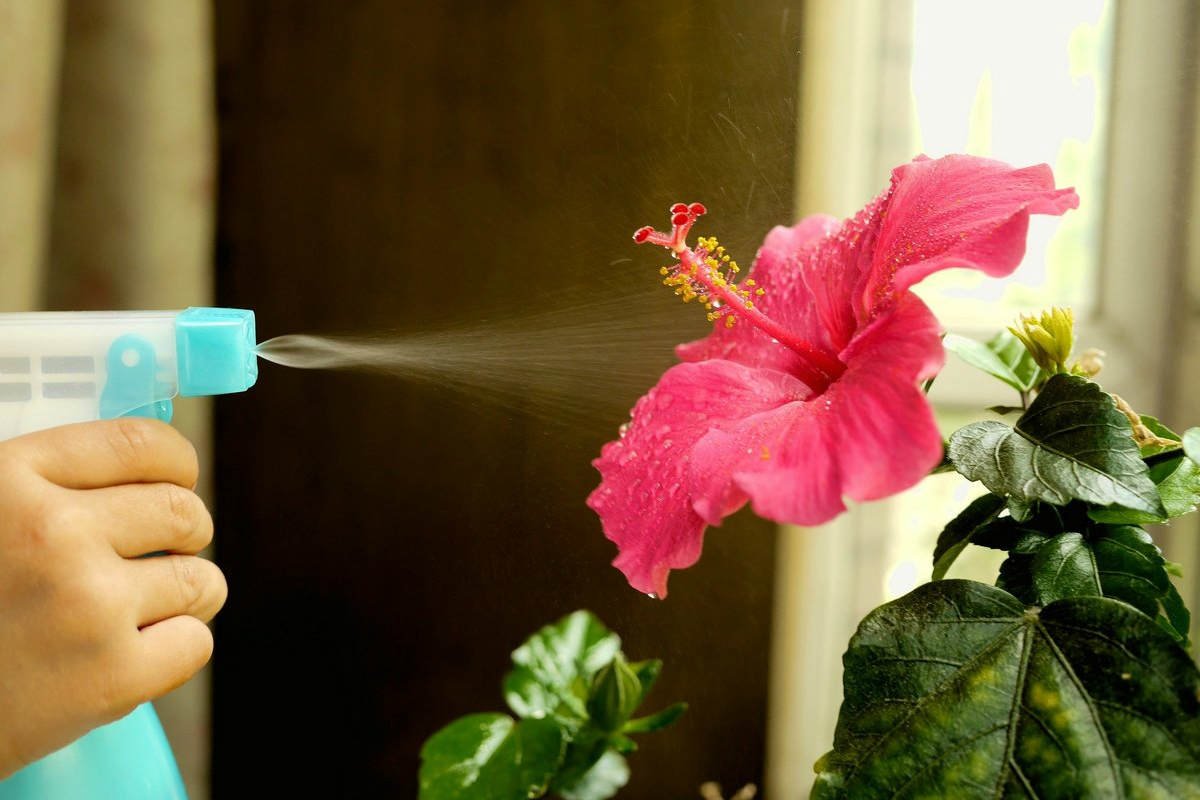 вода на цветке