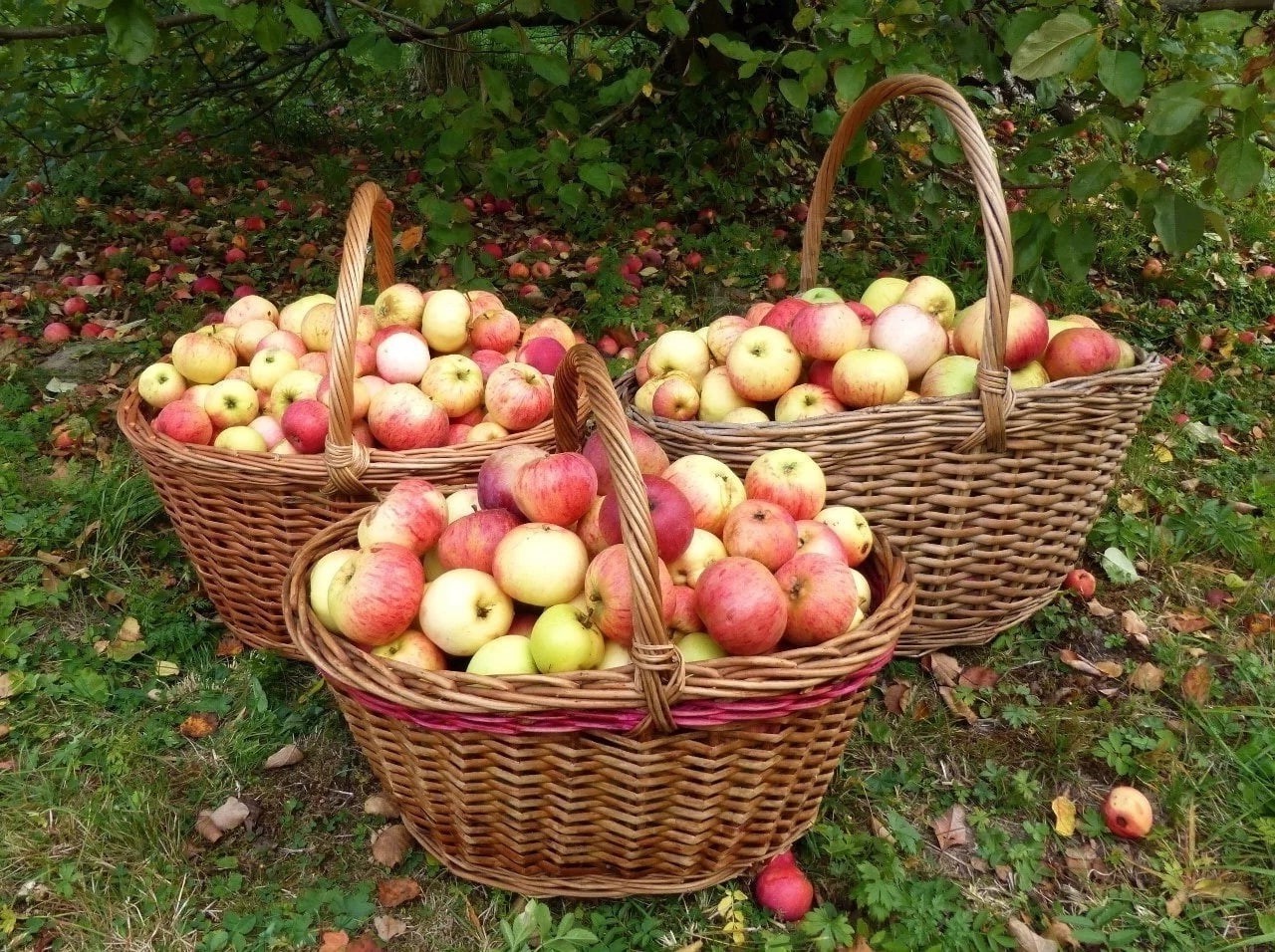 яблоки в корзинке