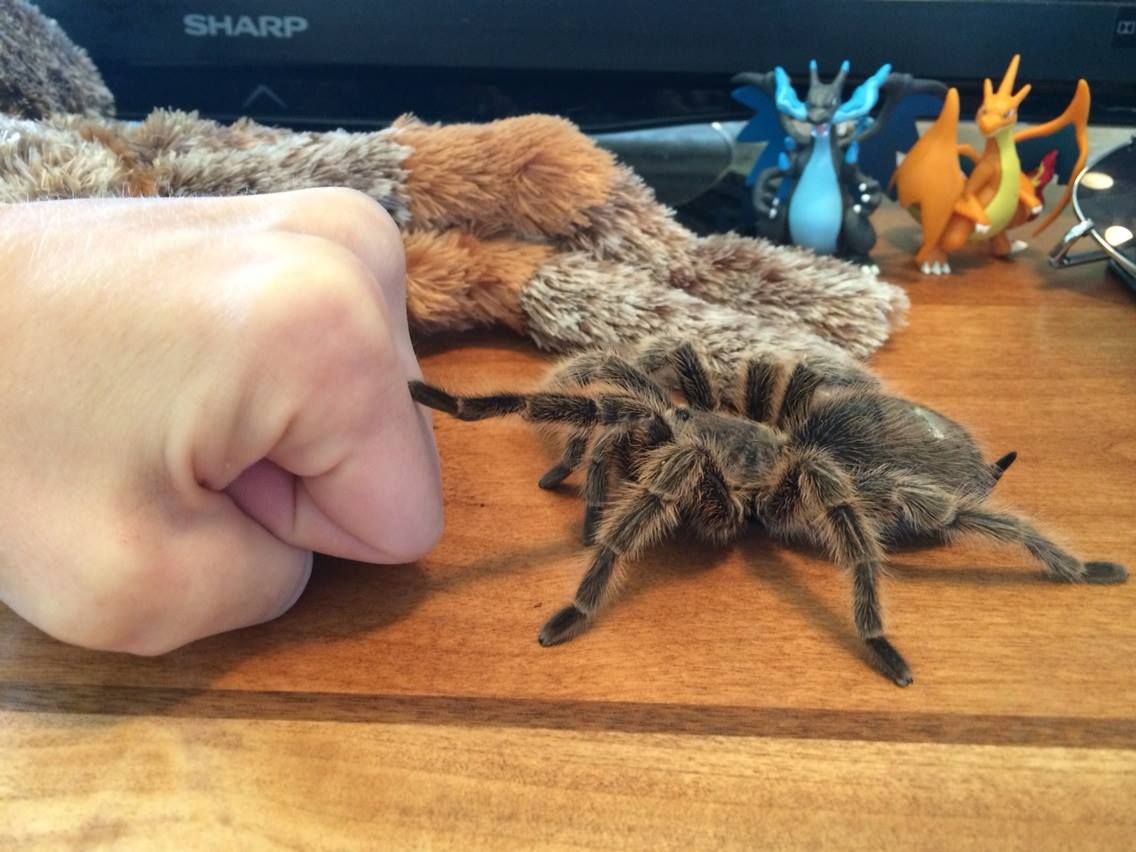 Паук дружит с человеком