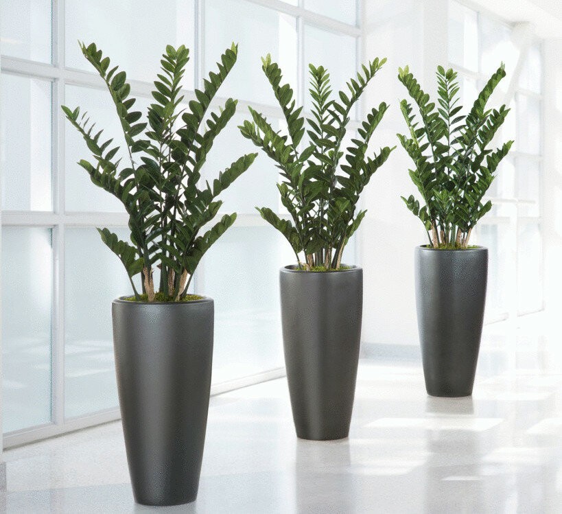 долларовое дерево или замиокулькас