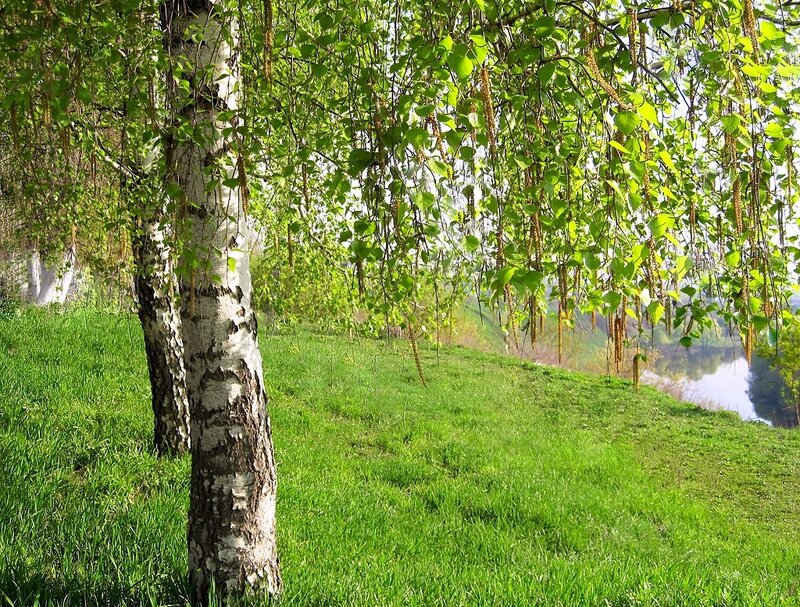 зеленая береза