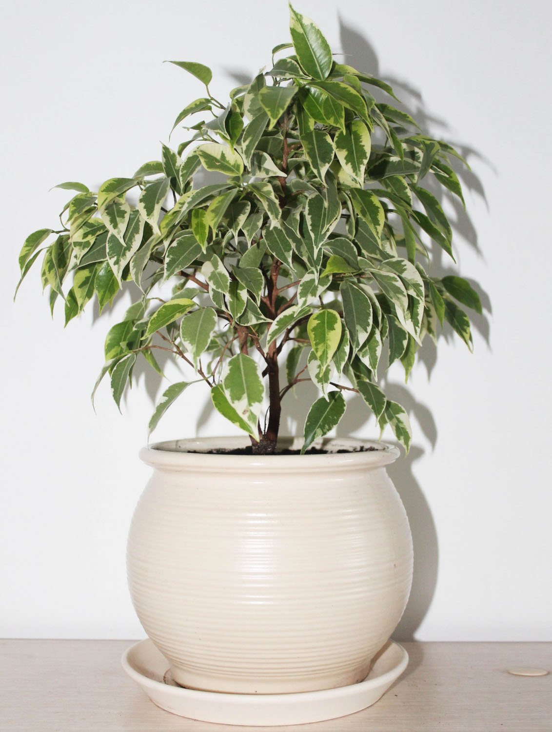 зеленый цветок в белом горшке