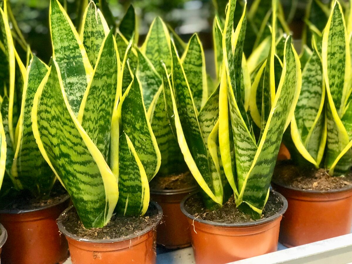 зеленый цветок в горшке