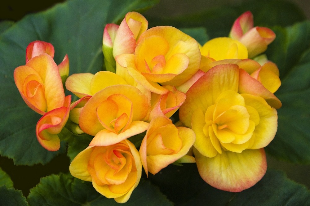 желтая бегония