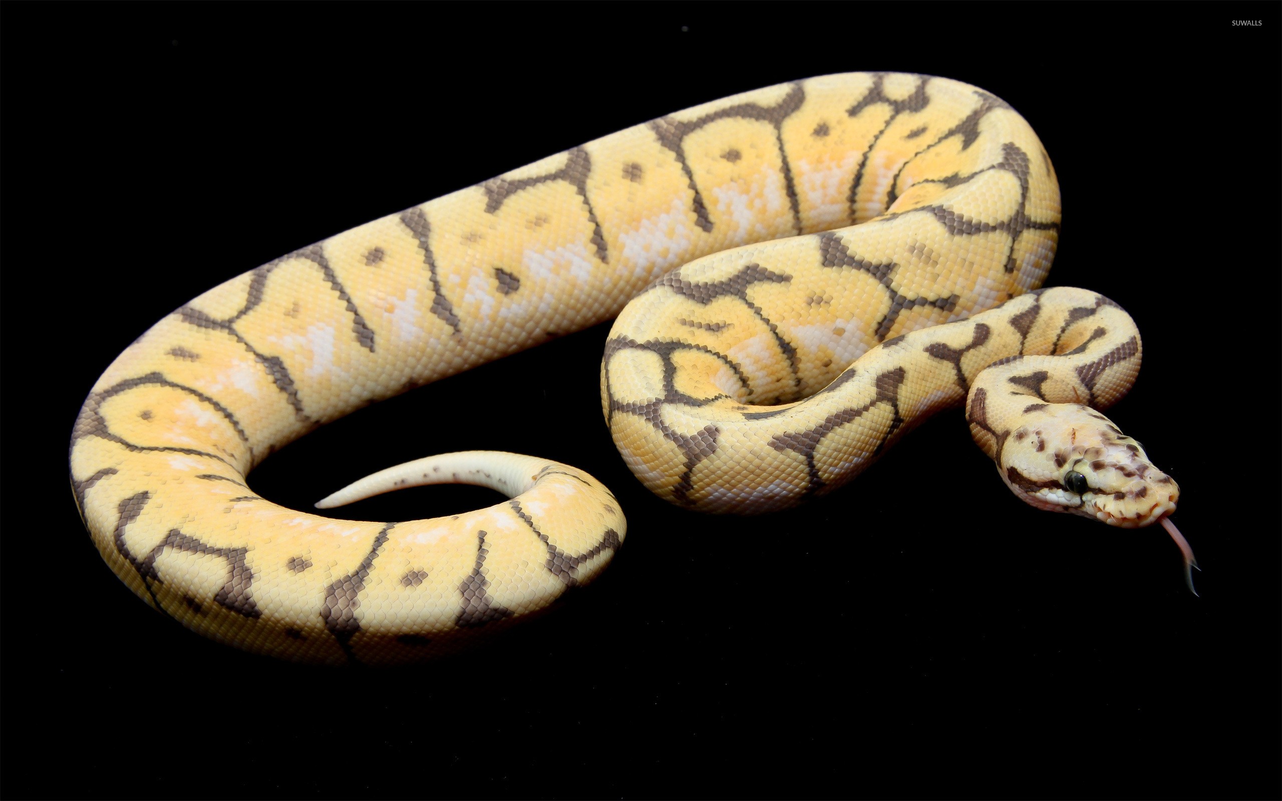 желтая змея на черном фоне