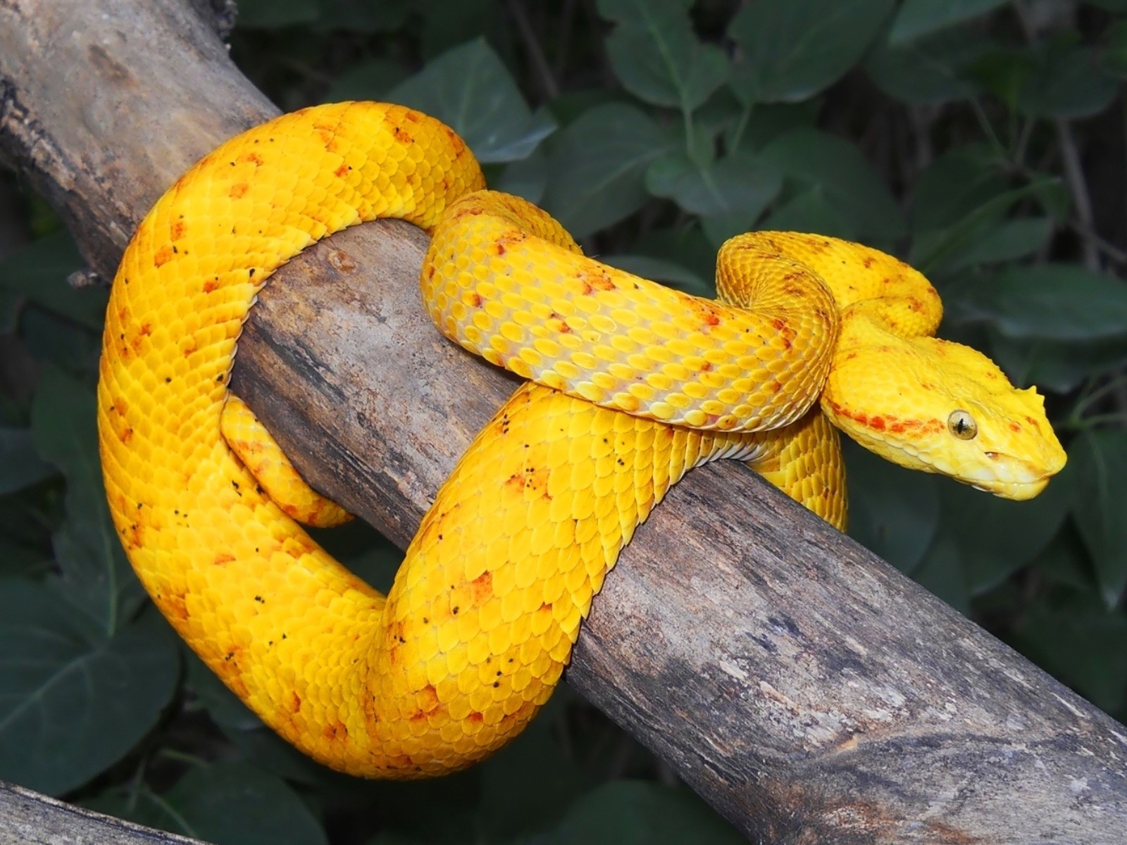 желтая змея на дереве