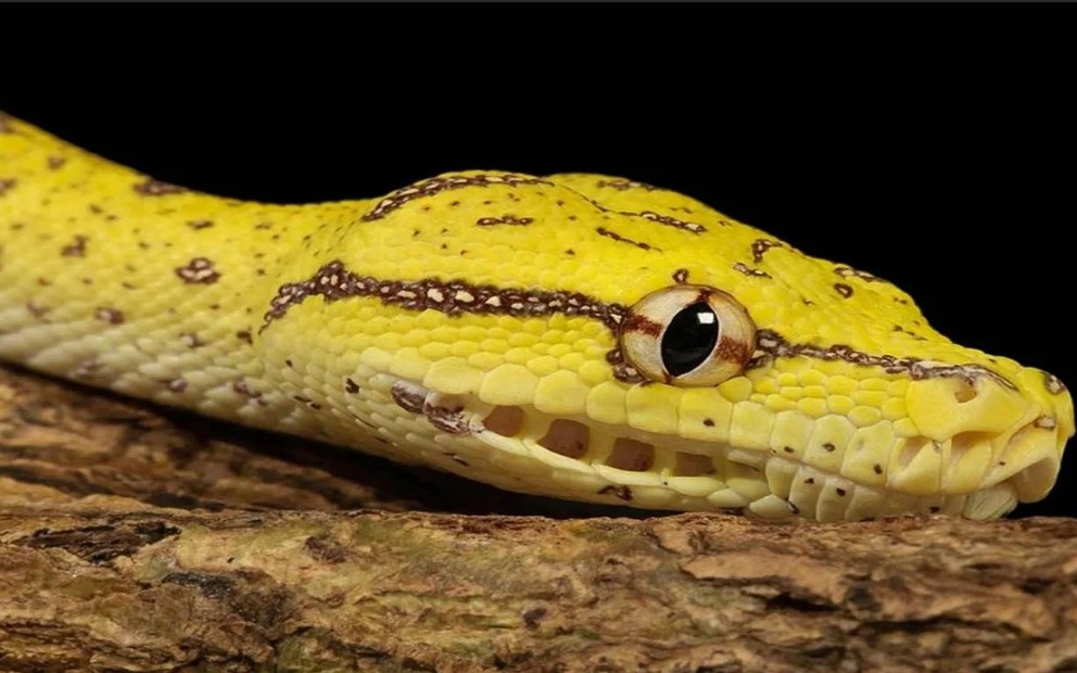 желтый питон с открытыми глазами