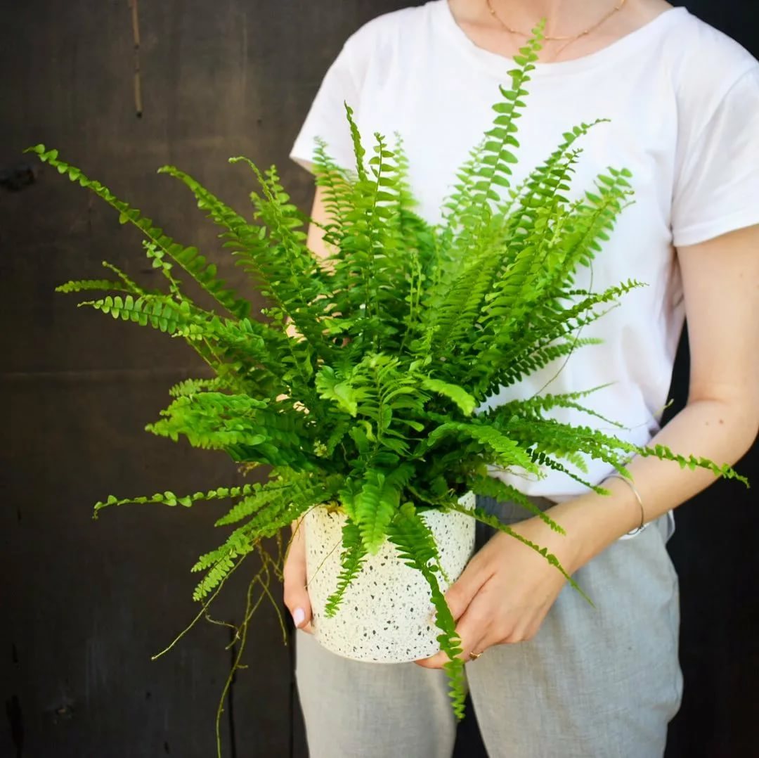 женщина держит папоротник