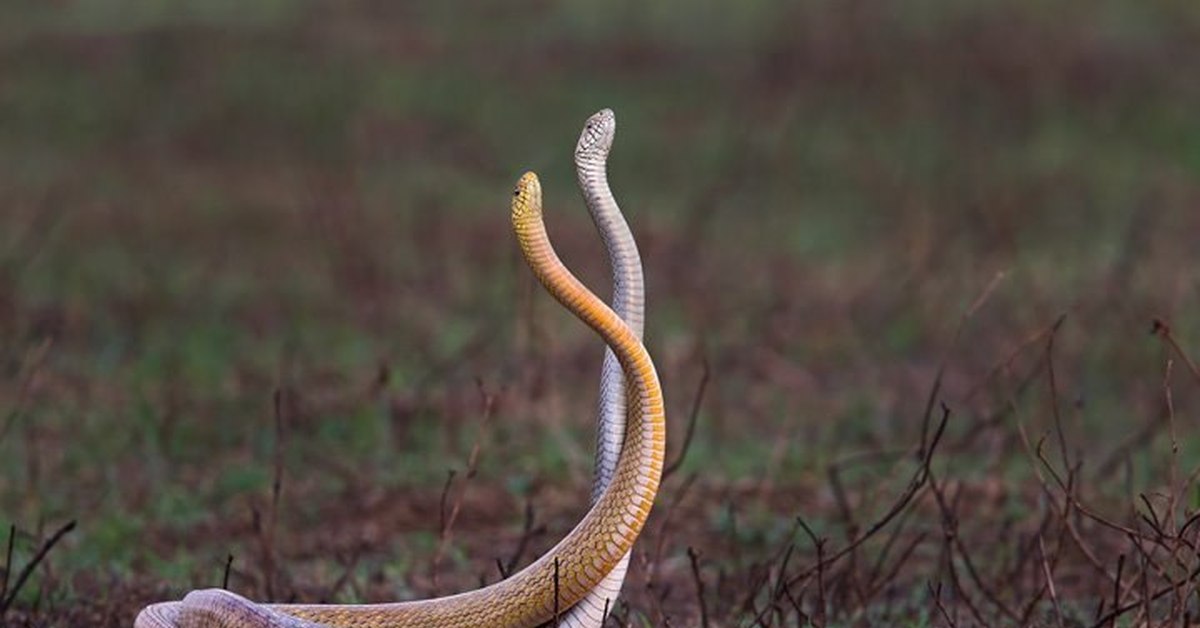 змеи на поляне