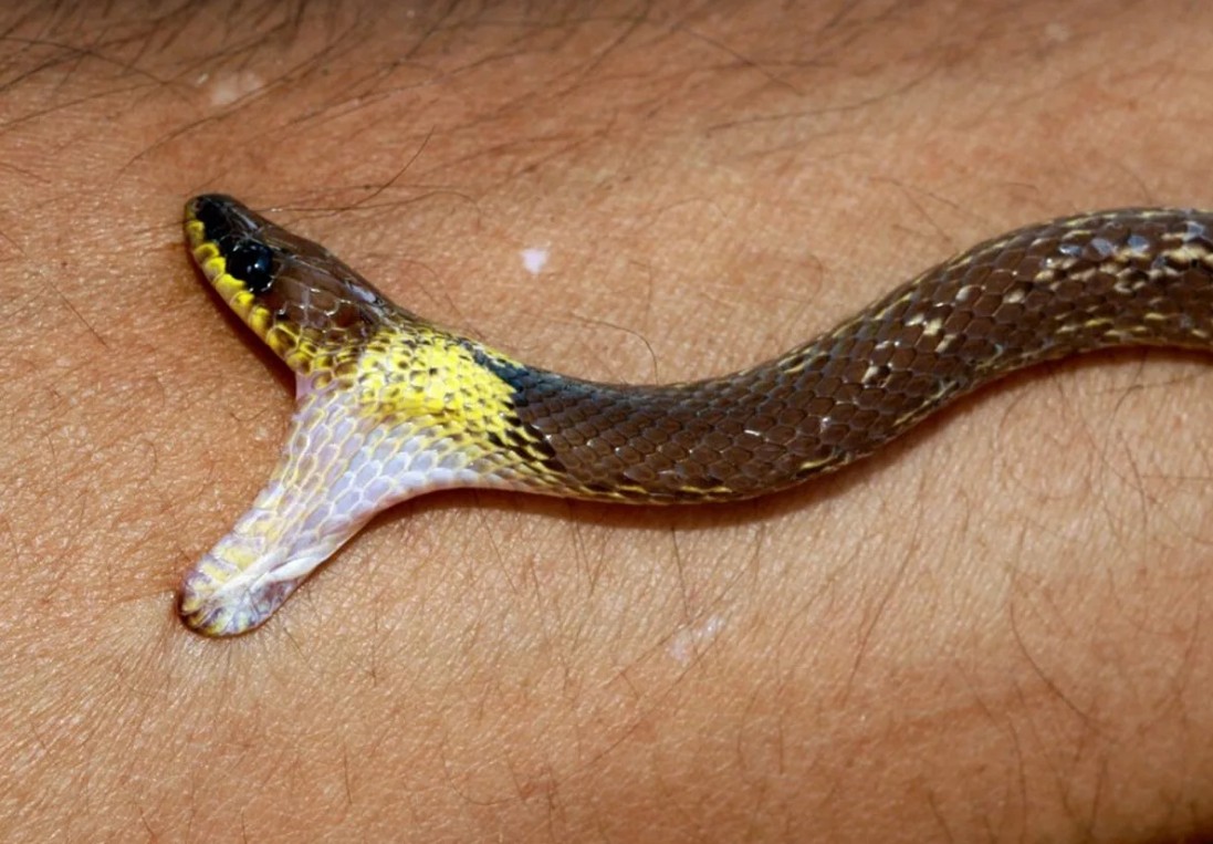 змея хочет укусить за ногу