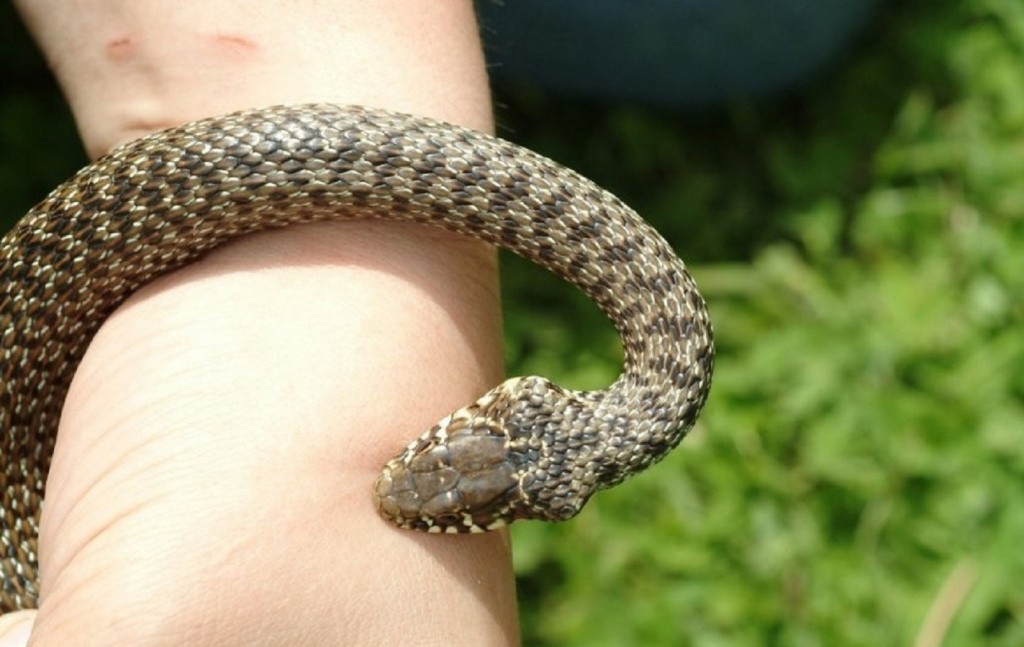 змея хочет укусить за руку