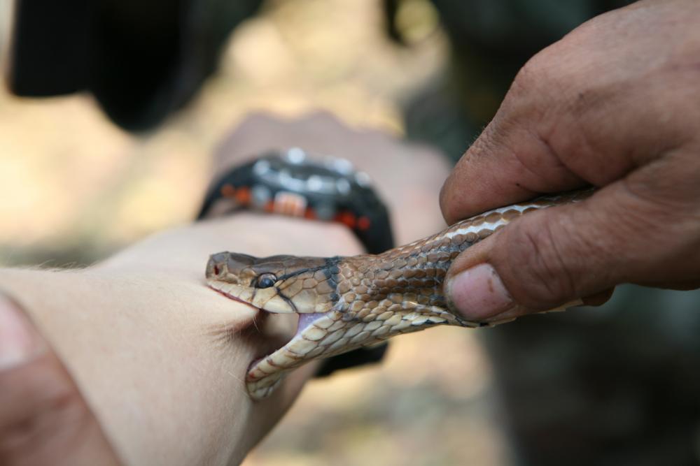 змея кусает за руку человека