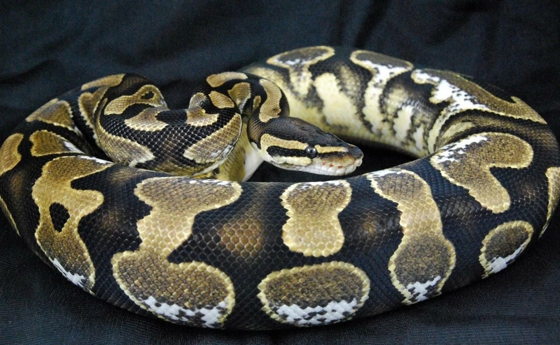 змея лежит на ткани