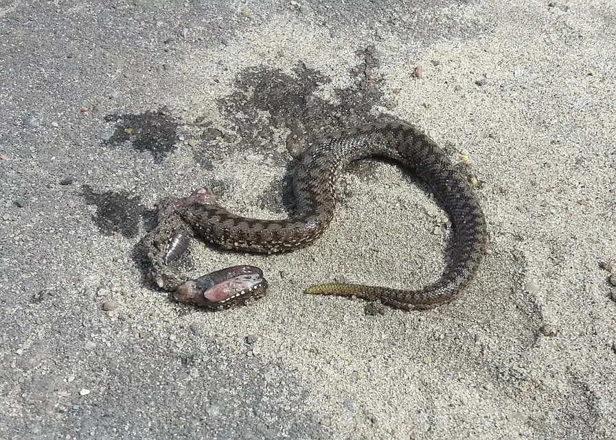 змея на асфальте умершая