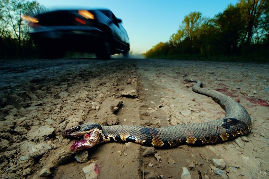 змея на дороге покалечена