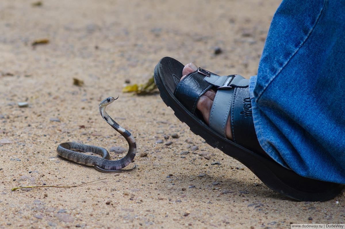 змея под ногами человека