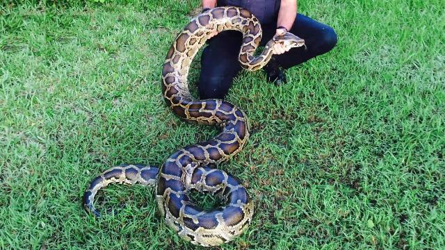 змея поймана