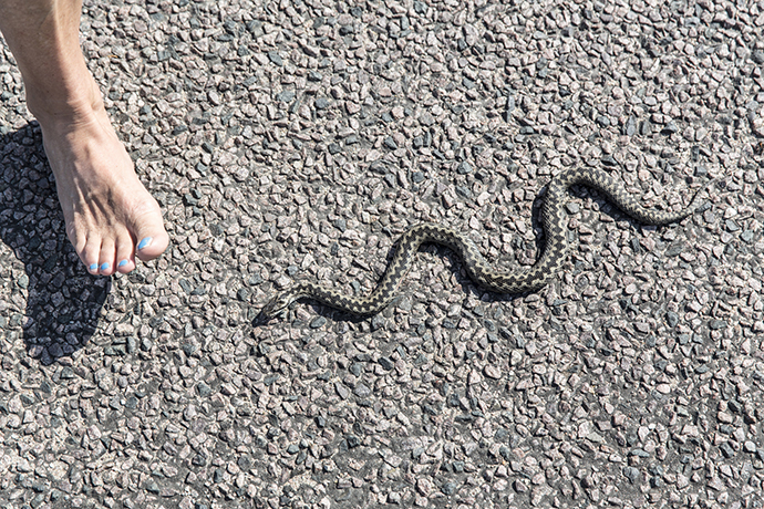 змея ползет по камушкам