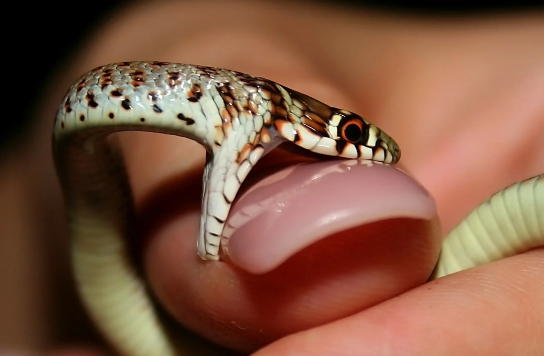 змея укусила за ноготь женский