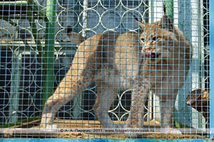 Рысь в клетке