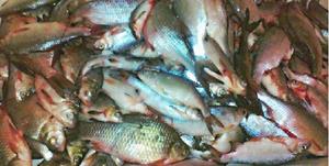 Речная рыба