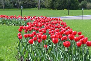 Цветы на клумбе