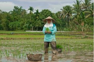 На рисовом поле