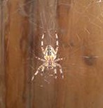 Паук сплел паутину за шкафом