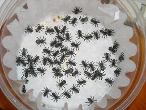 Маленькие паучки