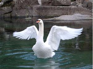 Белый лебедь