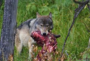 Волк растерзал овцу