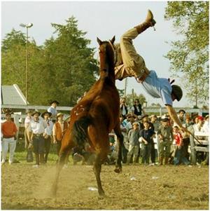 Лошадь брыкается